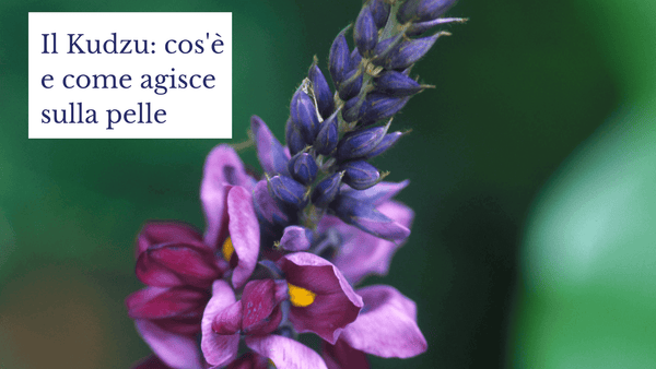 Kudzu: cos'è e come agisce sulla pelle