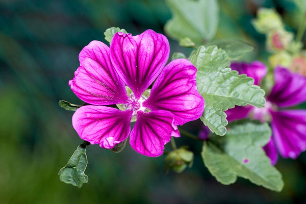 Mallow for the skin: what it does and who it’s suitable for
