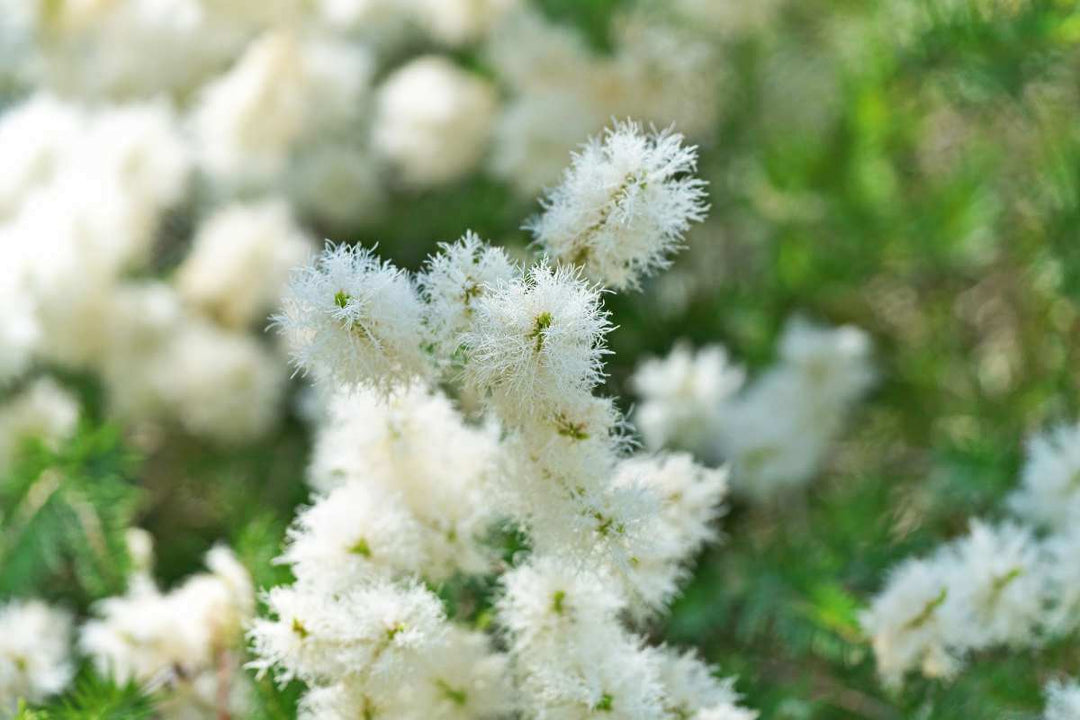 Olio essenziale di tea tree con foglie di Melaleuca alternifolia