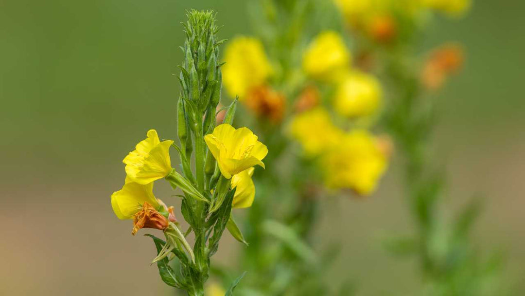 Fiore giallo di verbasco usato negli estratti cosmetici