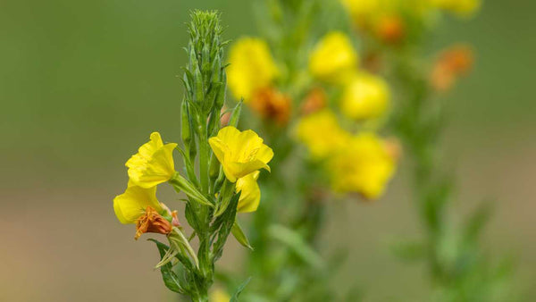 El Verbasco en el cuidado de la piel: la flor que ilumina la piel