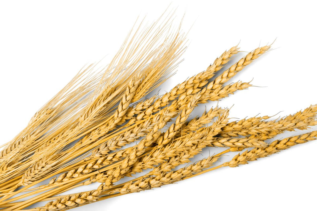 Avena in fiocchi usata in cosmetica per la pelle sensibile