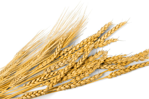 Avena per la pelle: proprietà e come si usa