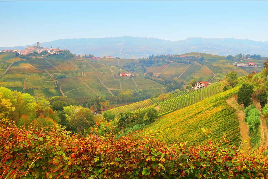 Dalla vigna alla crema: la vite delle Langhe nelle formule LeLang