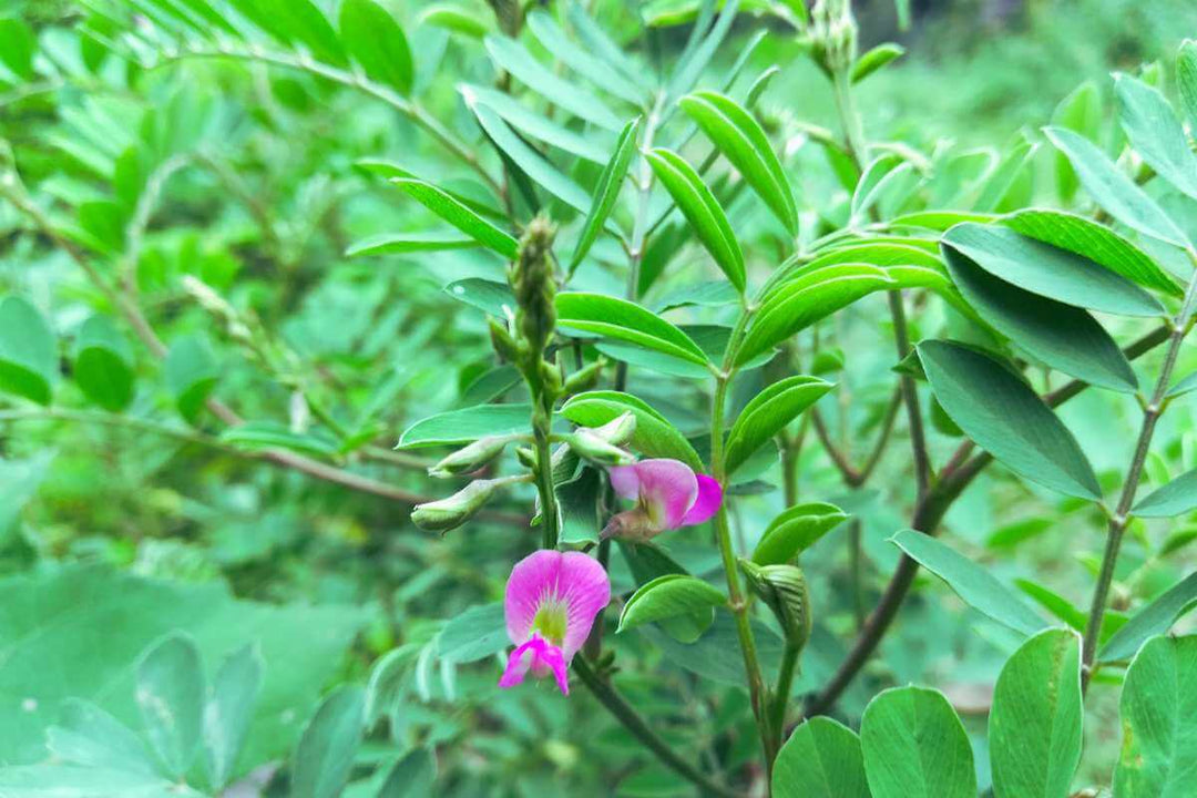 Tephrosia purpurea, pianta impiegata in neurocosmesi
