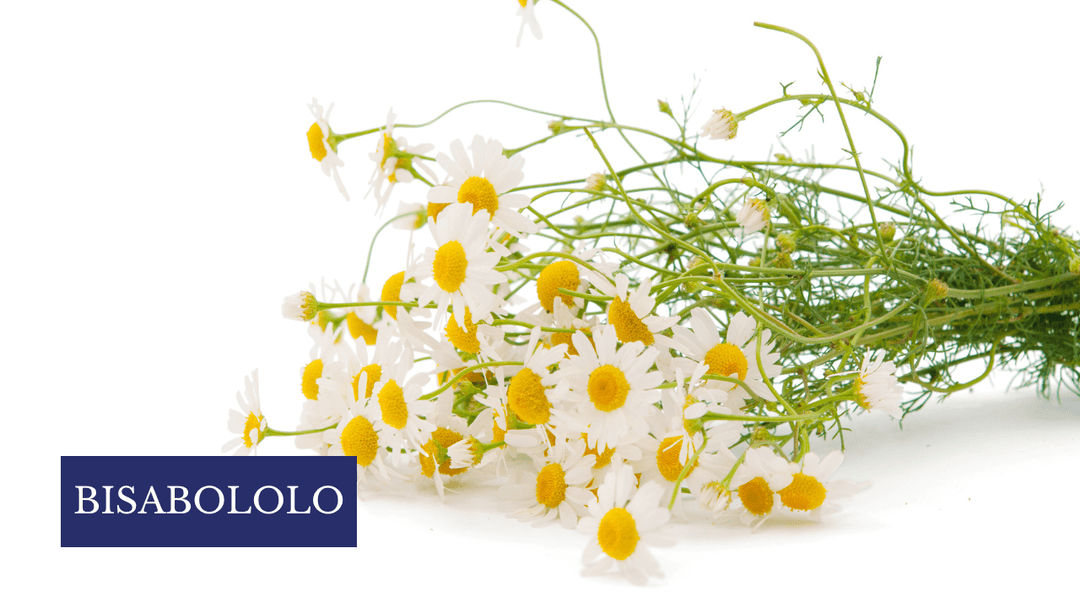 Bisabololo, attivo lenitivo di origine naturale in cosmetica