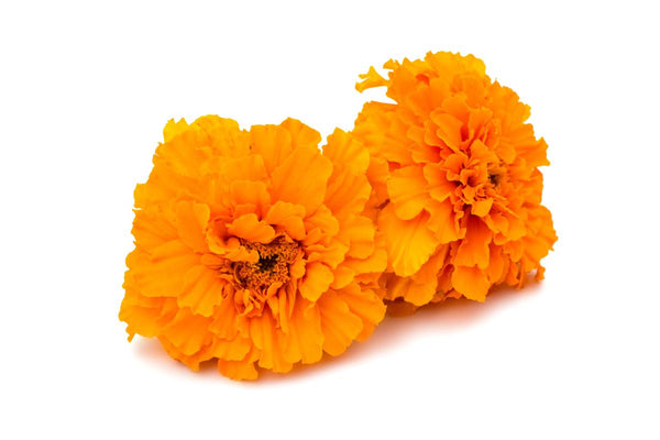 Calendula per la pelle: cosa fa e come sceglierla