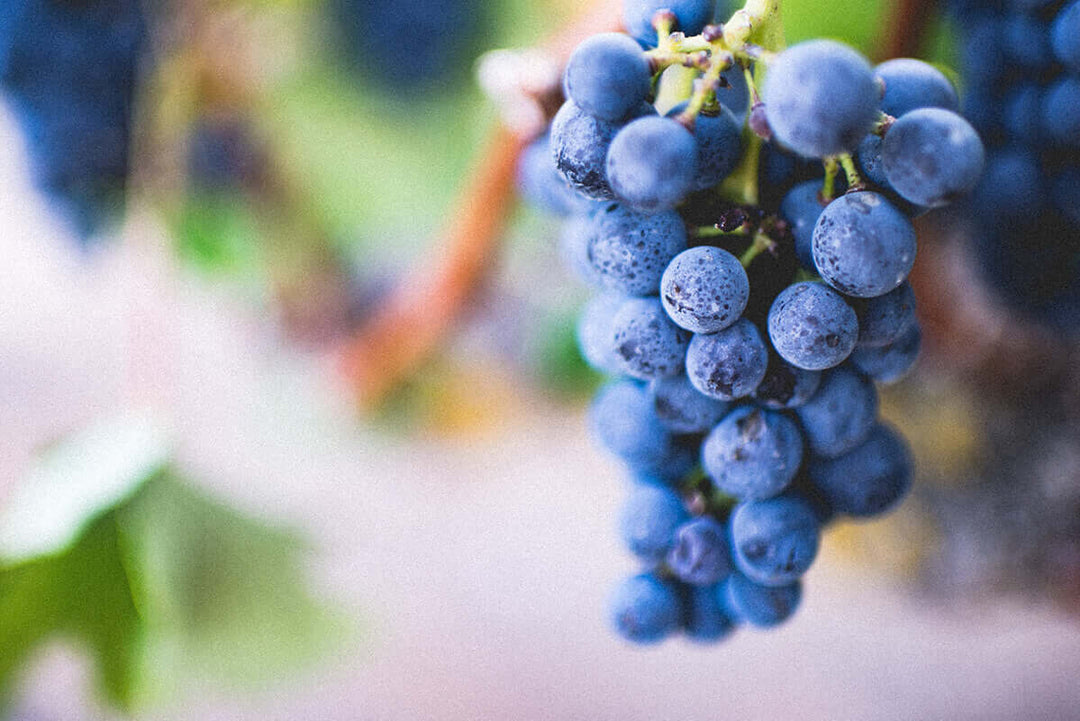 Uva e vite rossa, origine delle cellule staminali vegetali in cosmetica