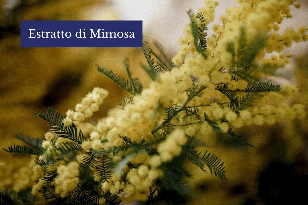 Fiori di mimosa impiegati negli estratti cosmetici