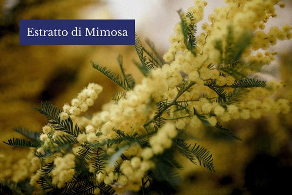 Die Eigenschaften des Mimosa-Extrakts für die Haut