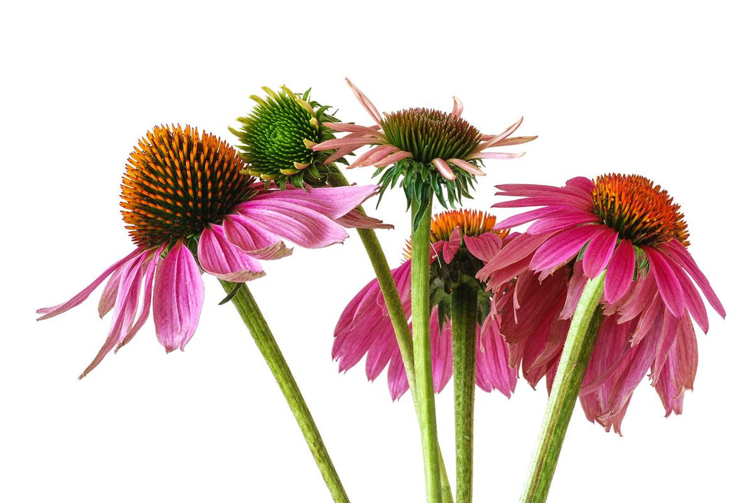 Fiori di echinacea usati negli estratti cosmetici