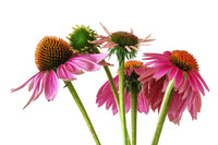 Echinacea for the skin: what it does and which species you need
