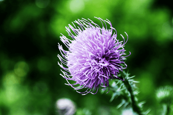 Bardana: una soluzione naturale per la cura della pelle